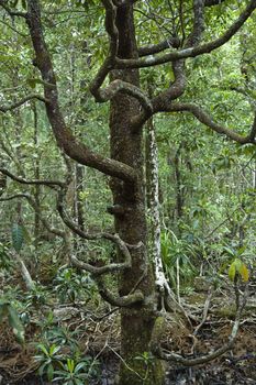 Tree with many low branches in Daintree Rainforest, Australia.