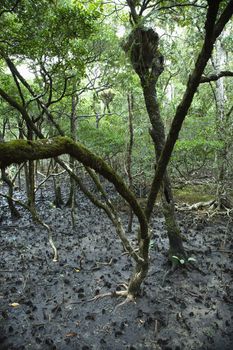 Trees covered in moss in Daintree Rainforest, Australia.