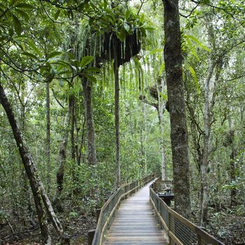 Wooden walkway in Daintree Rainforest, Australia.