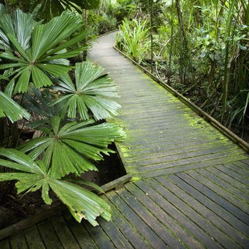 Wooden walkway through Daintree Rainforest, Australia.