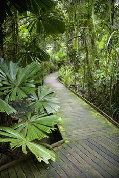 Wooden walkway through lush plants in Daintree Rainforest, Australia.