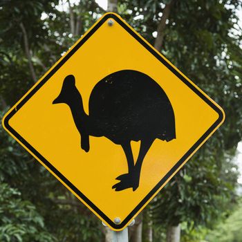Road sign for cassowary bird crossing in forest.