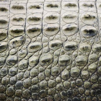 Close up of side of crocodile showing scaly skin, Australia.