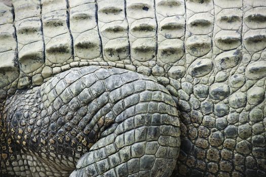 Close up of side of crocodile showing scaly skin, Australia.