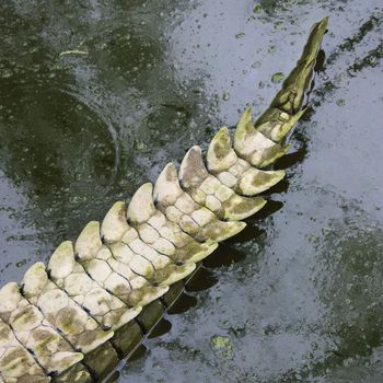 Crocodile tail in water, Australia.