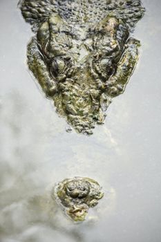 Head of crocodile swimming in water in Australia.