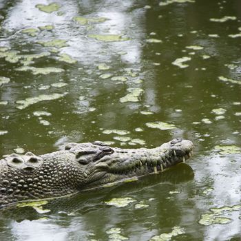 Side view of crocodile swimming in water in Australia.