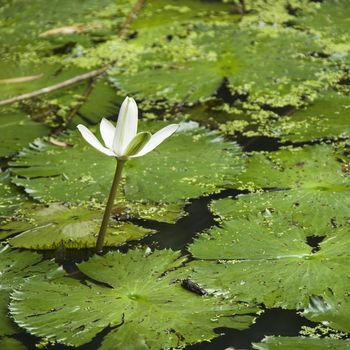 Blooming white water lily, Australia.