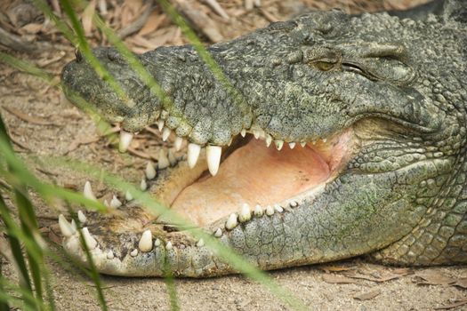 Side view of head of crocodile with open mouth, Australia.