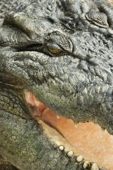 Close up of crocodile with open mouth, Australia.