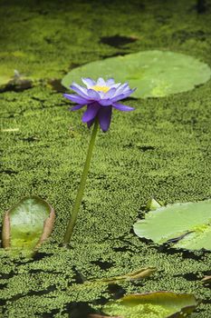 Blooming purple water lily, Australia.