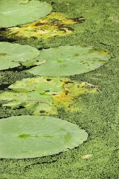 Water lily pads, Australia.