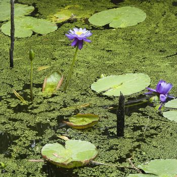 Blooming purple water lilies, Australia.