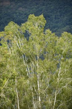 Crown canopy of rainforest trees in Australia.