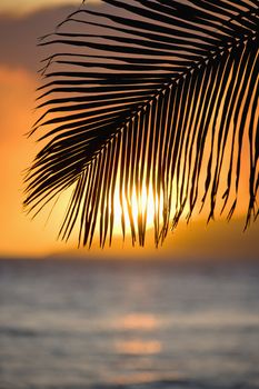 Sunset over ocean with palm frond silhouette at Maui, Hawaii.