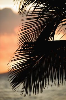 Palm leaves silhouetted against sunset and ocean on Maui, Hawaii.