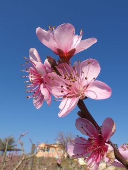 Digital image of some flowers on peach tree branches