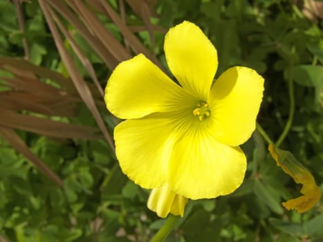 digital image of a yellow weed flower