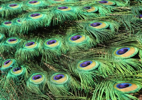 Bright Colorful Peacock Feathers in the Bright Sun