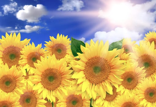 Bright Sunflowers on a Beautiful Sunny Day