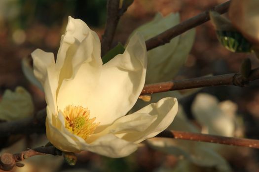 Sunset Lit Beige Magnolia Flower With Space for Text Outdoors