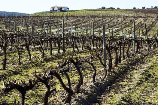 A view from a hilltop overlooking a dormant, leafless vineyard to a small white building in the distance during the winter season.