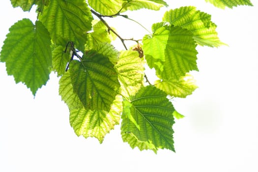 Summerleaves of lindentree in sunshine isolated on white background