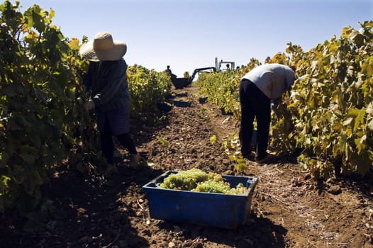 Woman and man gathering grapes in a vineyard, Alentejo, Portugal