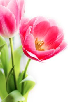 bunch of pink tulips over white