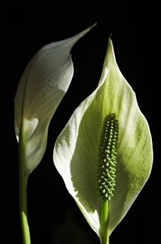 Closeup of two arum lilies, isolated on a black background.