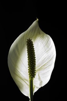 A beautiful blooming white Arum lily blossom with seeds in the middle on black background