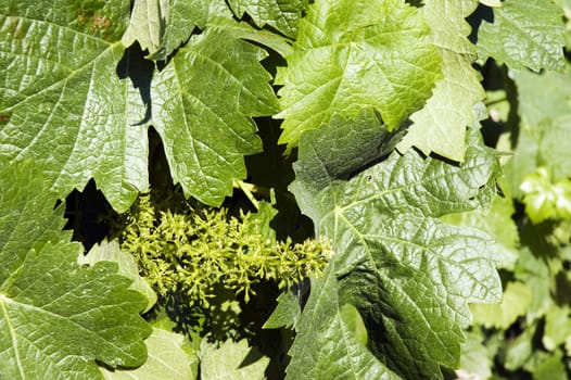 A bunch of green vine leaves with blossoms in sunshine outdoors