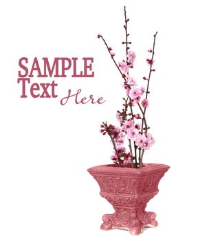 Cherry Blossoms Displayed in a Pink Vintage Vase With CopySpace