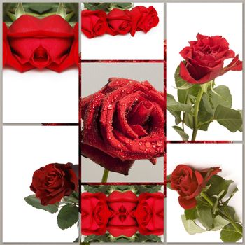 Montage of different red rose flowers pictures