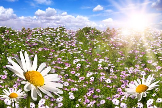 Bright Happy Field of Colorful Daisies With Bright Sun Flare