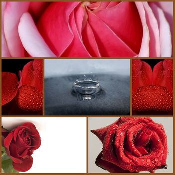 Montage of different red rose flowers collage of pictures