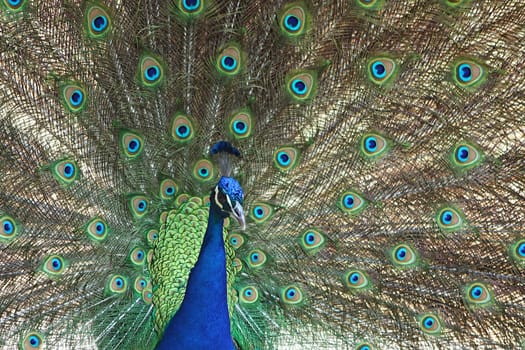 Striking Peacock Male Bird Showing Off