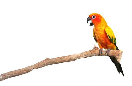 Sun Conure Parrot Screaming on a Branch With Copy Space on White Background For Easy Extraction