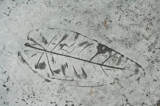 Leaf impression in a cement sidewalk