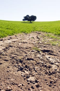 Crop field showing severe erosion caused by rain