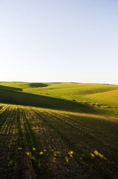 Undulate endless field in the afternoon light