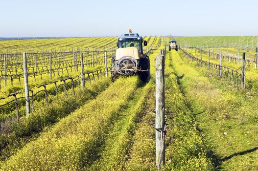 Farmers with tractors spraying the vineyard with pesticides