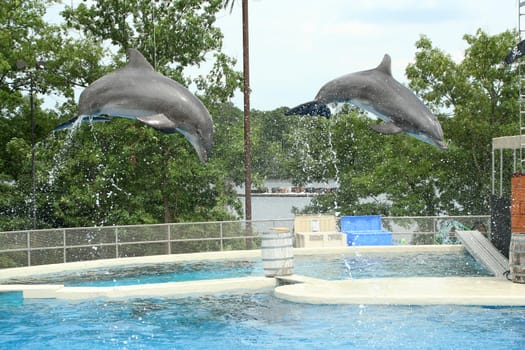 Two dolphins jumping through the air