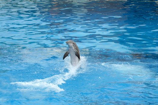 Dolphin swimming backwards in a clear blue pool