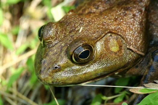 A Close up of an American bullfrog