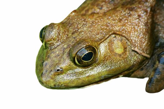 A Close up of an American bullfrog