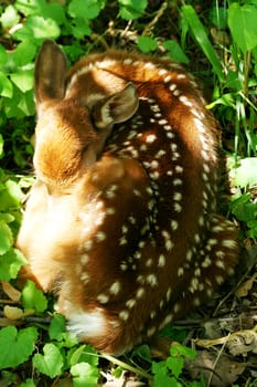 A Baby deer curled up sleeping