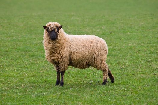 a Clun Forest breed of sheep standing alone in a field of lush green fresh grass on a summers morning.