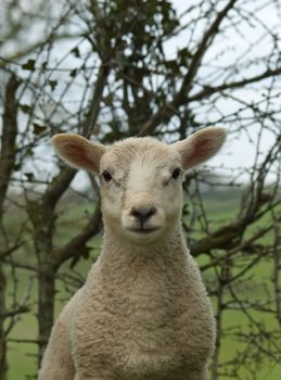 A portrait of a young spring lamb looking forward.