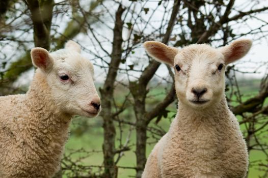 A close up image of two young spring twin lambs one looking ahead and the other to the side.